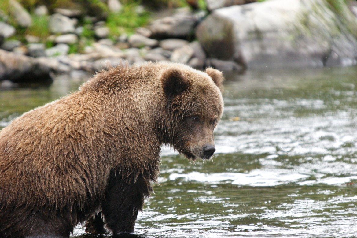 bear fishing