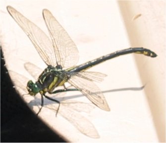 Adult Dragonfly